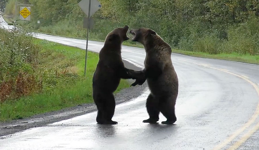 Bears fighting