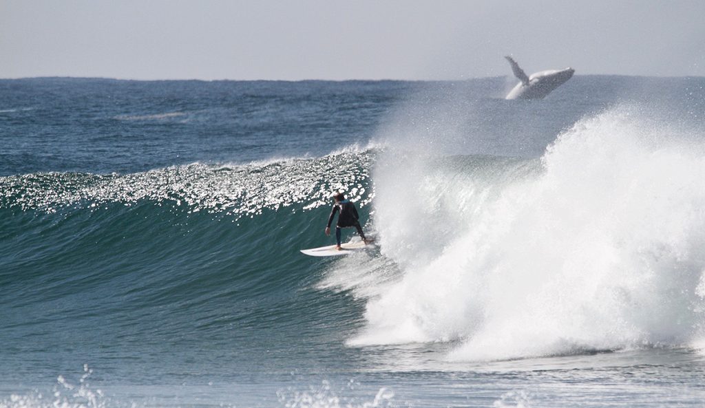 Luke Jones, Whale,