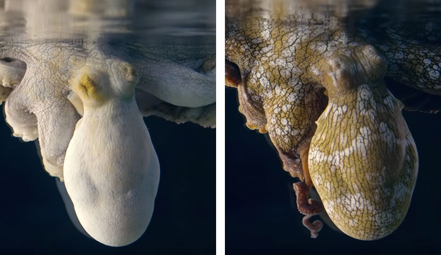 Dreaming octopus changes colors