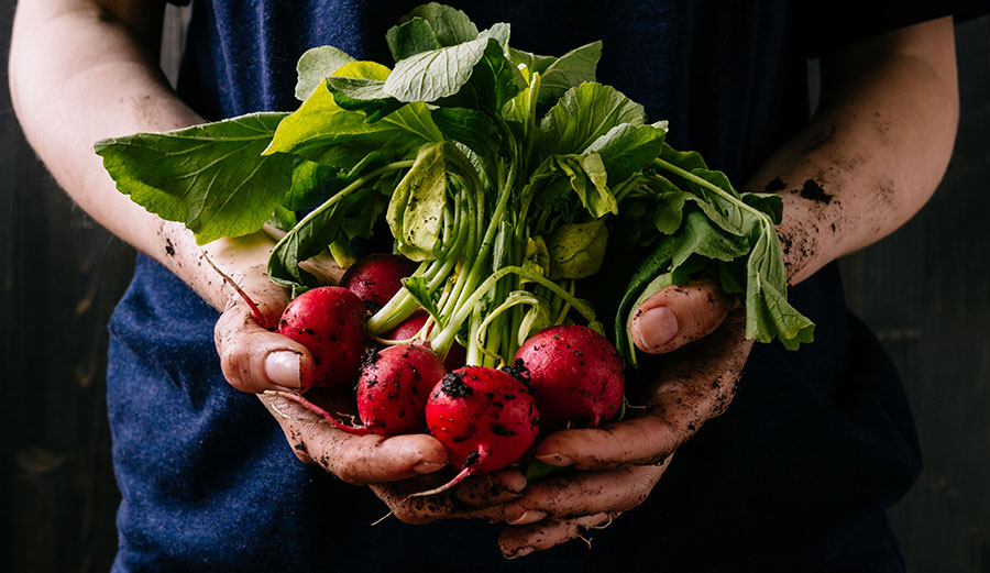 Organic radishes