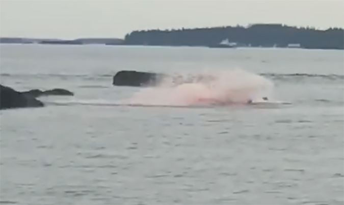 Tourists Get More Than They Bargained For as Great White Shreds Seal in Front of Tour Boat