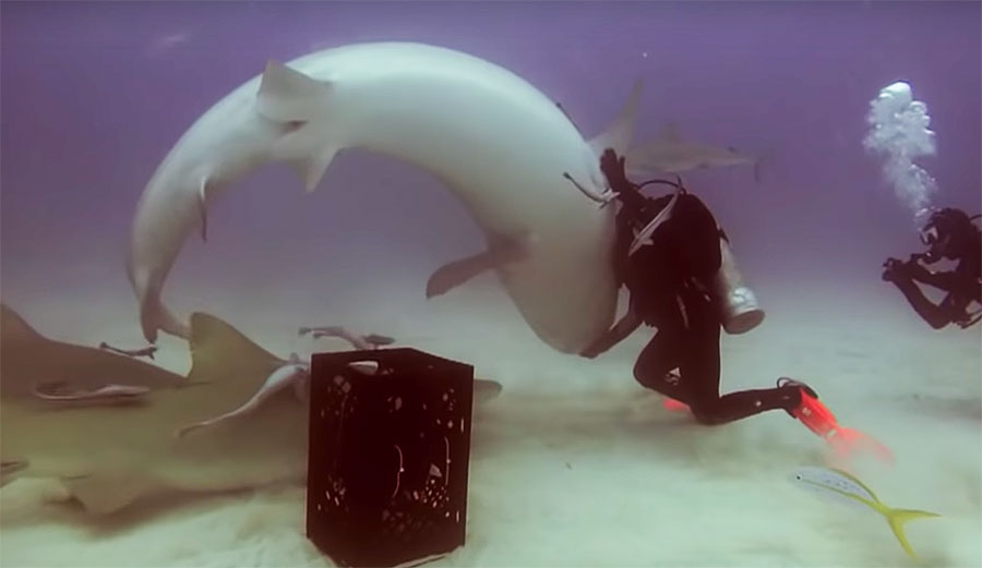 Leigh Cobb tonic immobility with shark