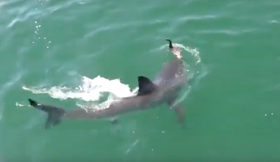 Watch This Bird Miraculously Escape the Clutches of Great White Shark