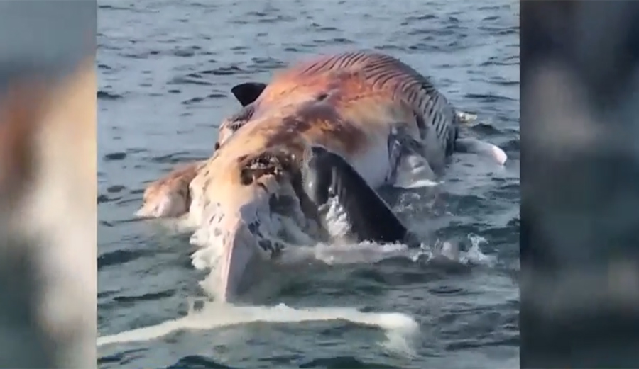Beach Near Boston Closed After Great Whites Seen Feeding on Whale