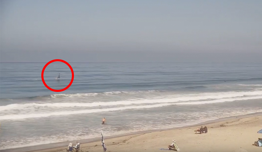 Surfline Shark/Seal Still