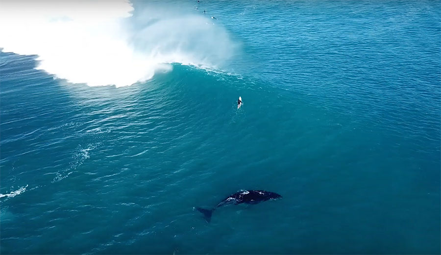 Humpback whale in surfing line up.