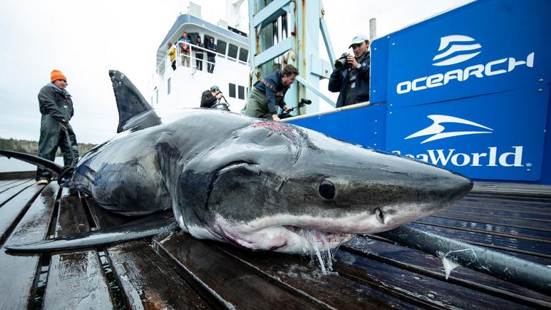 Shark Researchers Are Trying to Figure Out What Bit a 13-Foot Great White on the Head