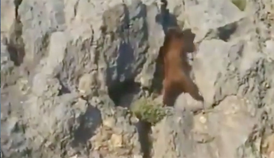 Bear climbing wall