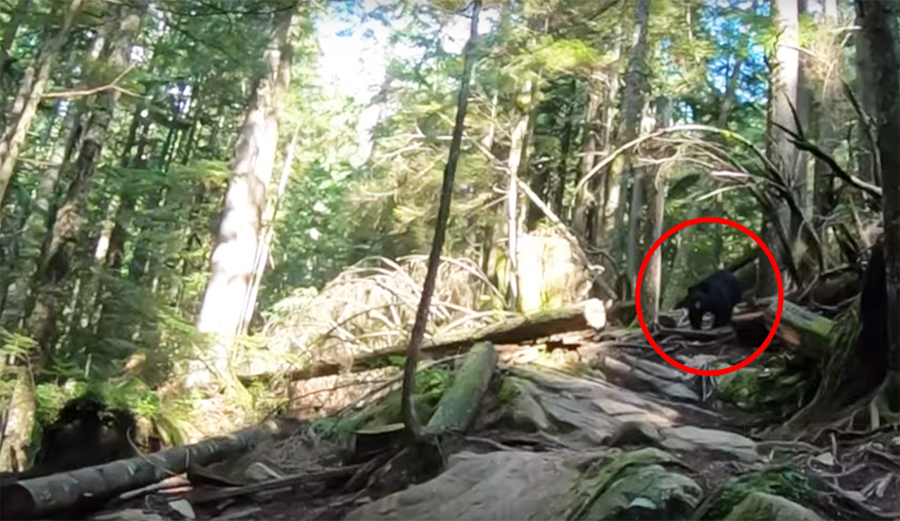 Bear Chases Mountain Bikers for Nearly a Mile on British Columbia Single Track