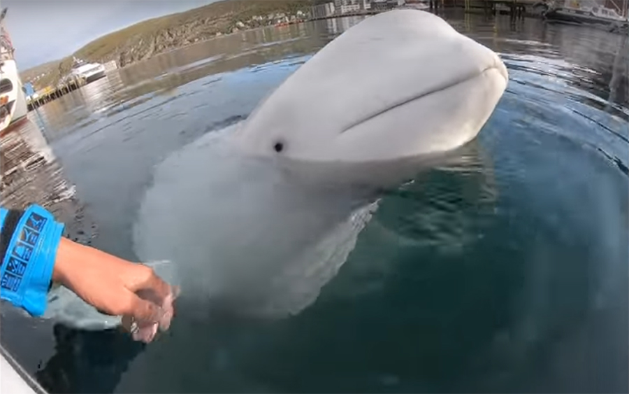 Watch This Beluga Whale Retrieve Kayaker's Lost GoPro