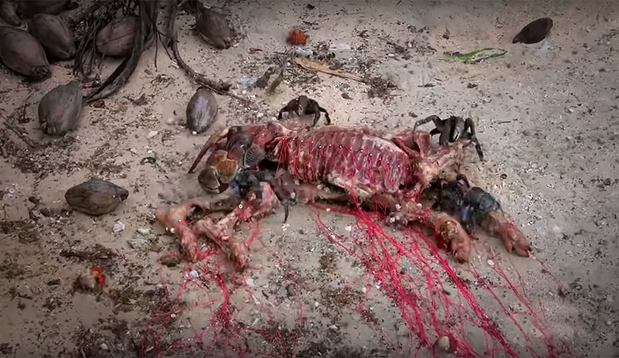 coconut crab