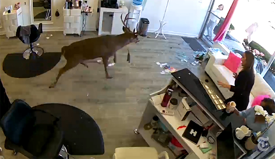 This Deer Went Crashing Through a Hair Salon, Sending Everyone Scrambling