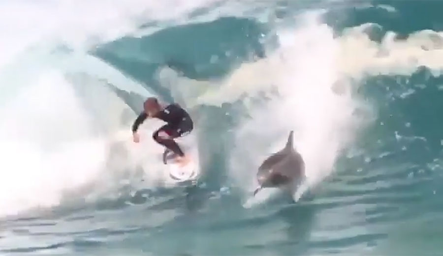 Dolphin surfing