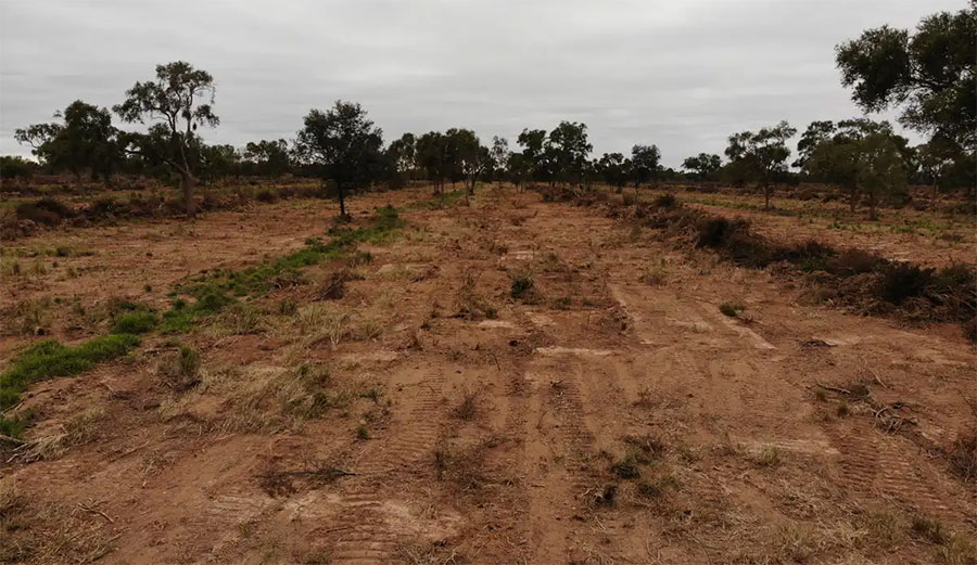 Paraguayan forest