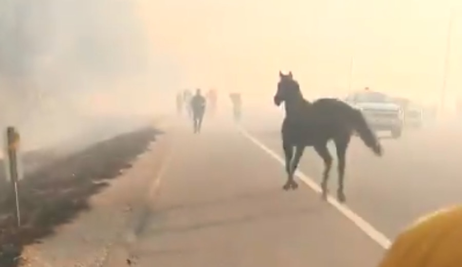 Horse Caught on Video Appears to Be Going Back into California's Easy Fire to Rescue Other Animals