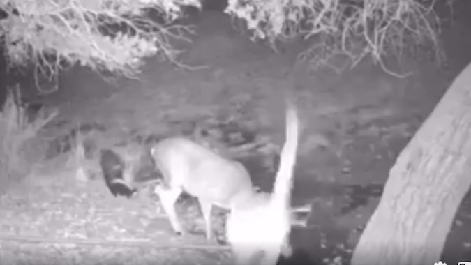 Mountain Lion Pouncing on Deer at Night Is True Display of Nature's Most Athletic Beast