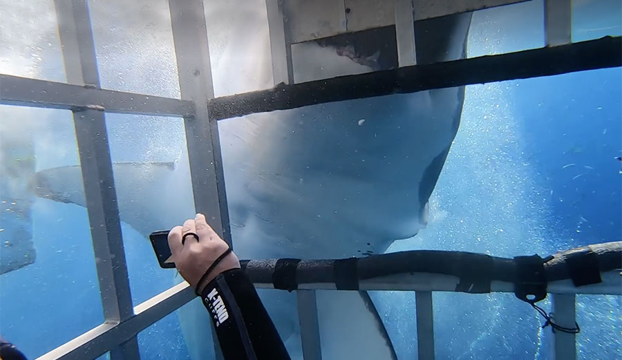 great white shark