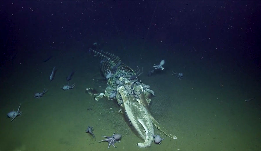 whale fall