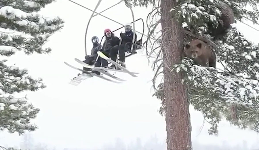 bear and bear cub at Mammoth mountain