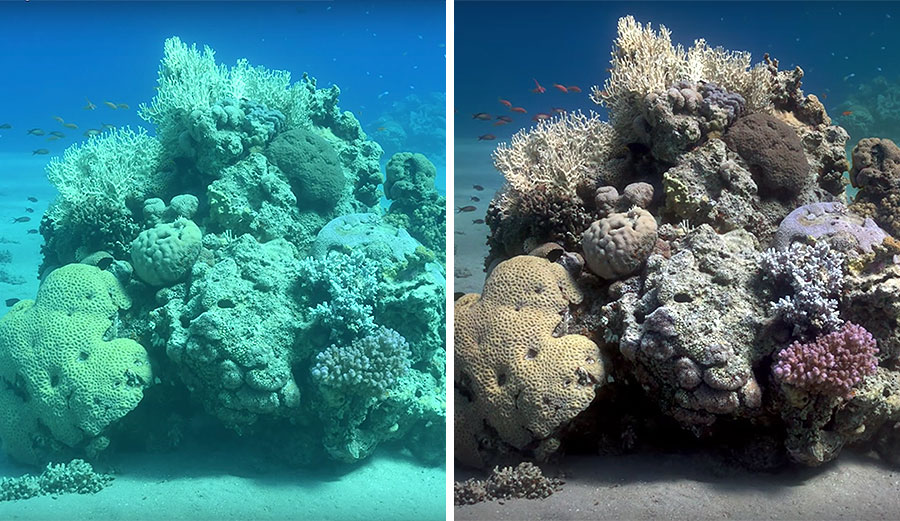 Sea-thru is an algorithm that effectively removes the water from underwater images.