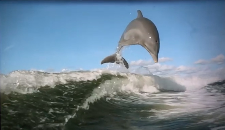 This Could Quite Possibly Be the Best Boat Wake Surfing You've Ever Seen