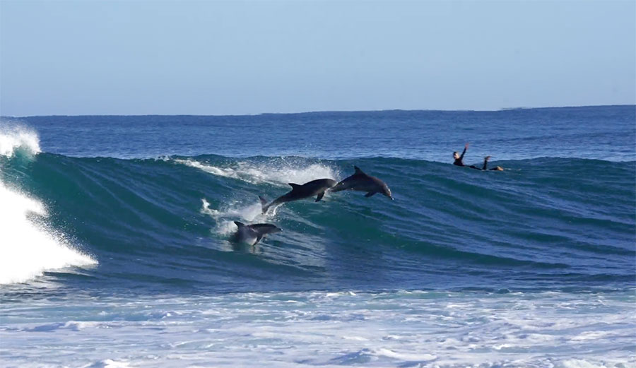 Dolphin surfing
