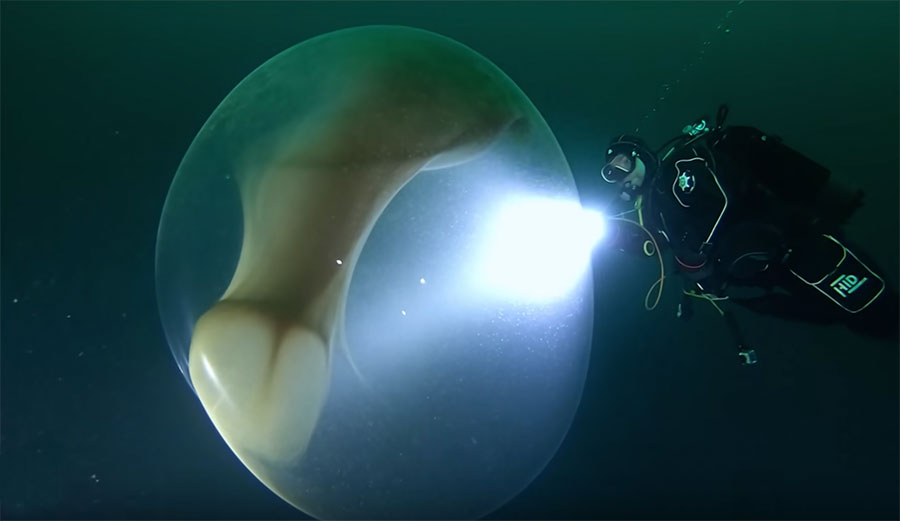 Giant Squid egg