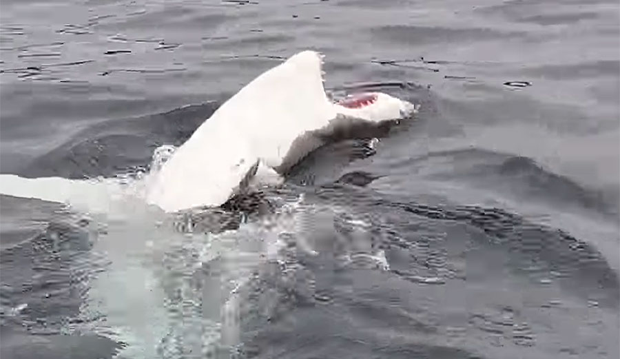 Great White shark swimming upside down