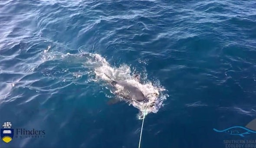 Watch Researchers Test Shark Attack Wetsuit Material Designed to Reduce Blood Loss on Actual Great Whites