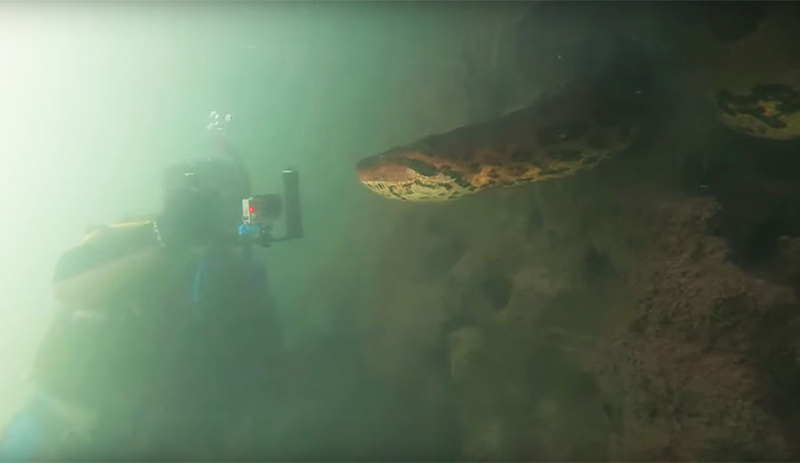 Giant anaconda