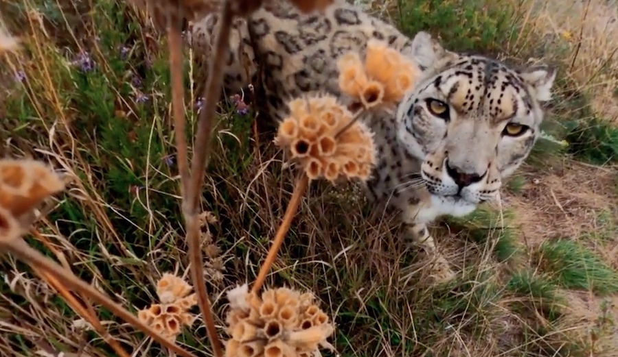 Best GoPro footage of Snow Leopard Ever