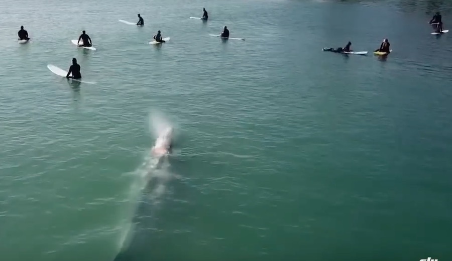 Drone Footage Shows Gray Whale Casually Passing Beneath Surfers at Doheny