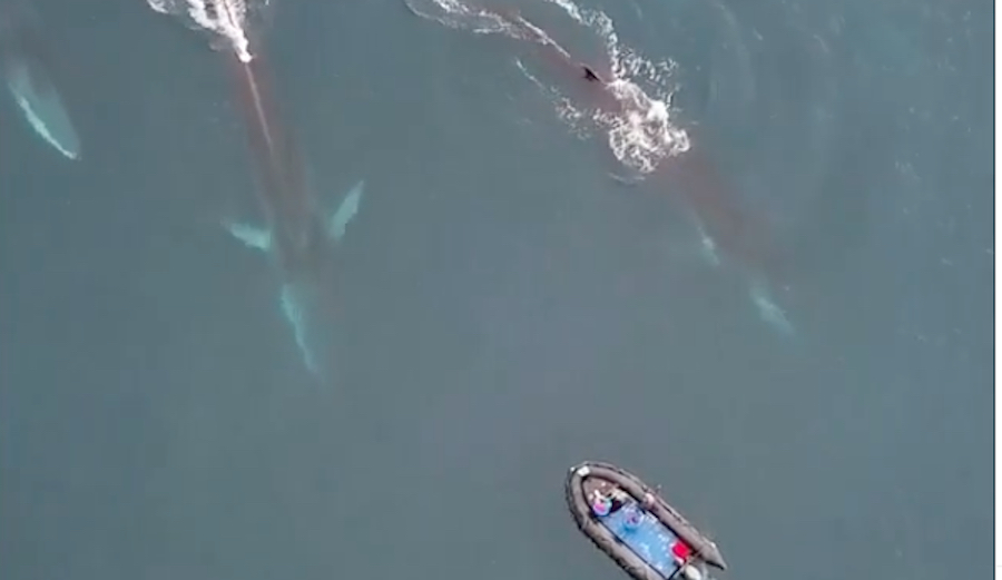 This View of Humpback Whales Passing Beneath a Zodiac Is Absolutely Gorgeous