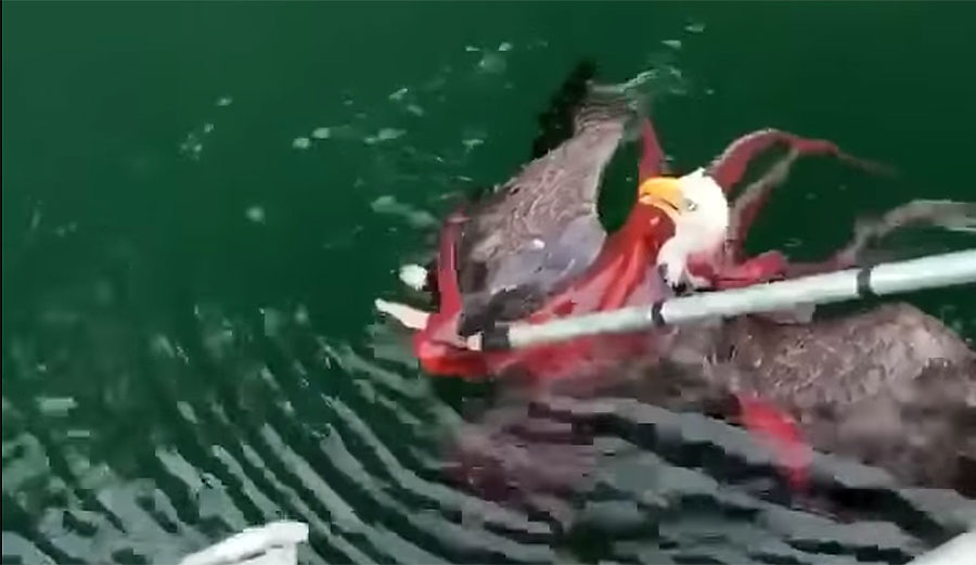 eagle and octopus