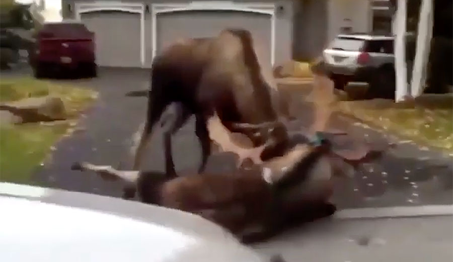 Moose fight