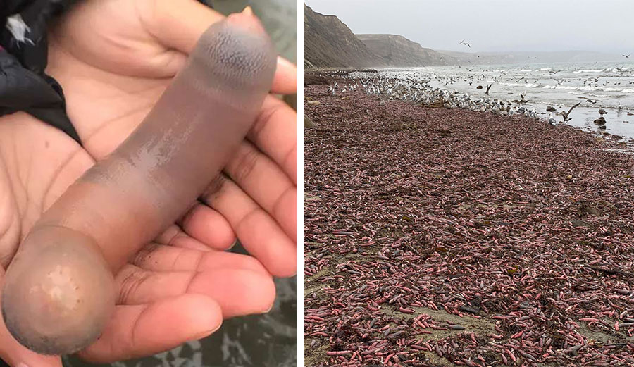 Penis fish on Drakes Beach