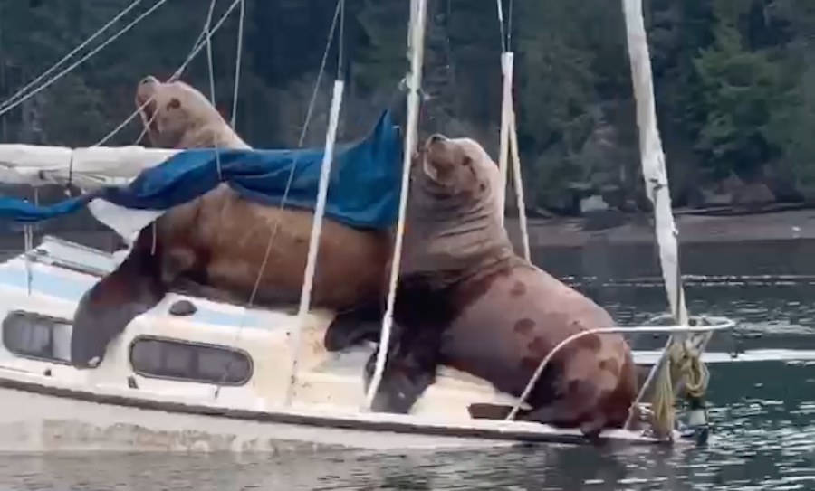 Check Out the Size of These Monster Sea Lions
