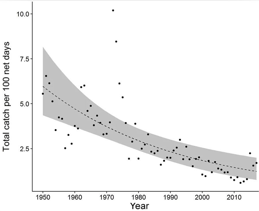 Shark graph