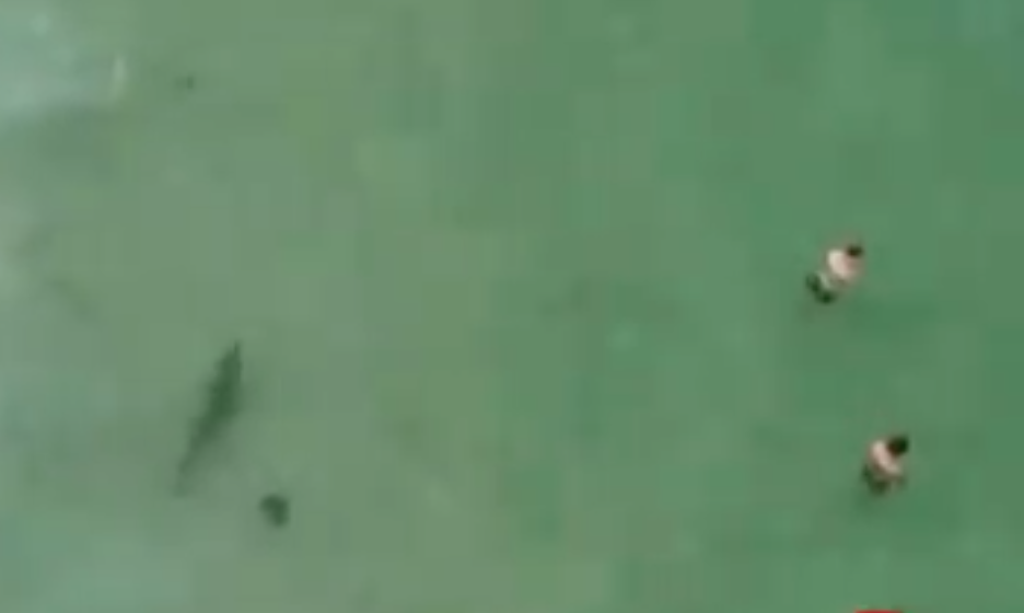 Teen in New South Wales Uses Drone to Warn Swimmers of Great White Shark
