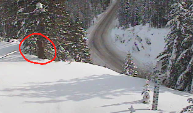 Bigfoot Might Have Been Sighted This Week on a Washington DOT Cam