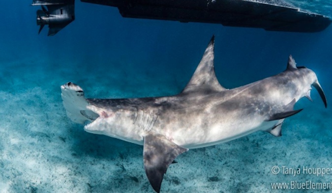 Photos of Hammerhead Shark Being Tagged Show How Giant These Predators Are