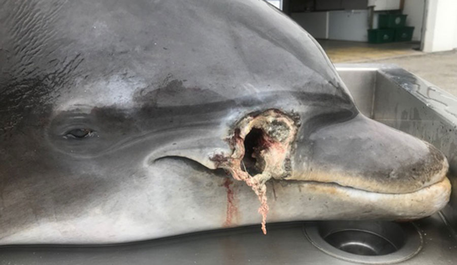 dead dolphin