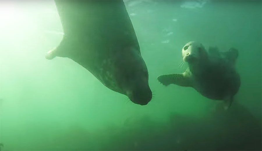 Grey seals clapping