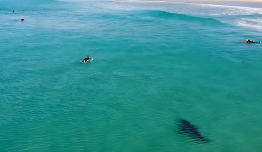 A collection of shark drone footage
