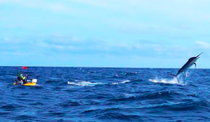 This Guy Hooked a 500-Pound Marlin Out of a Kayak