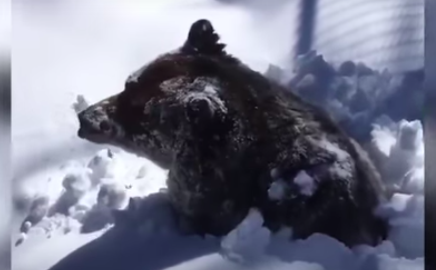 This Grizzly Bear Emerging From Hibernation Is How We'll All Feel When This Is Over