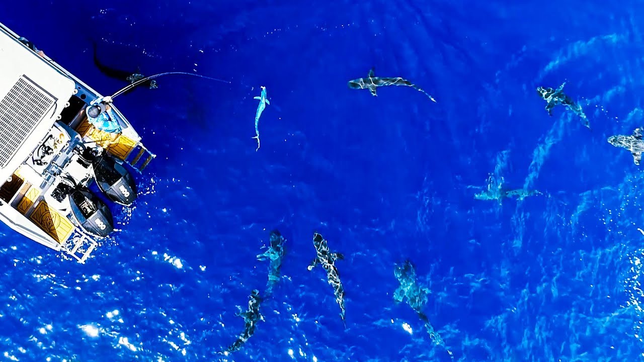 Drone Footage of Sharks Attacking Mahi Mahi Is Pretty Surreal