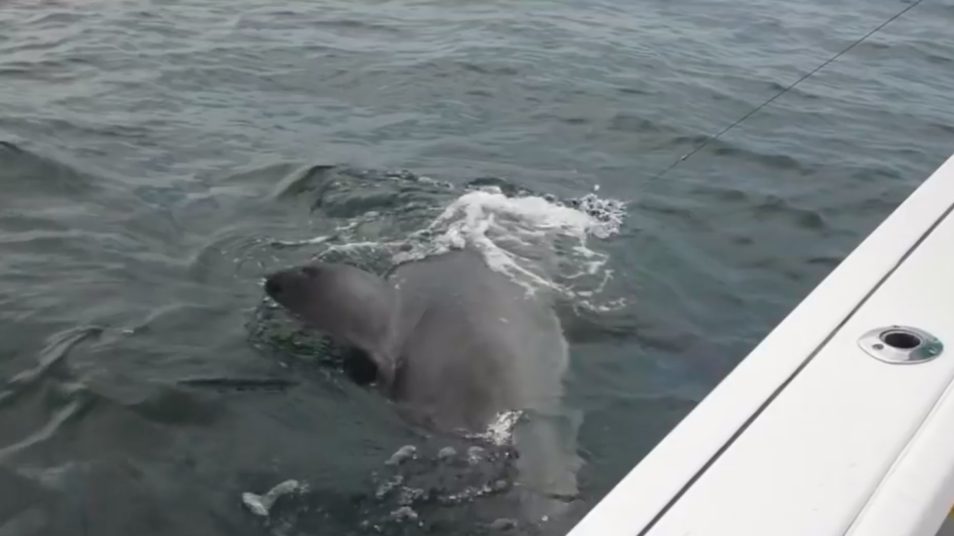 Shark-Tagging Fisherman Catches 2,400-Pound Great White Off Hilton Head, South Carolina