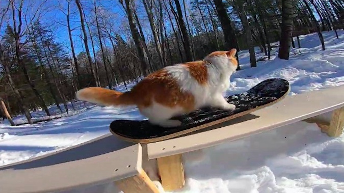 This Cat Is Incredible at Snowskating