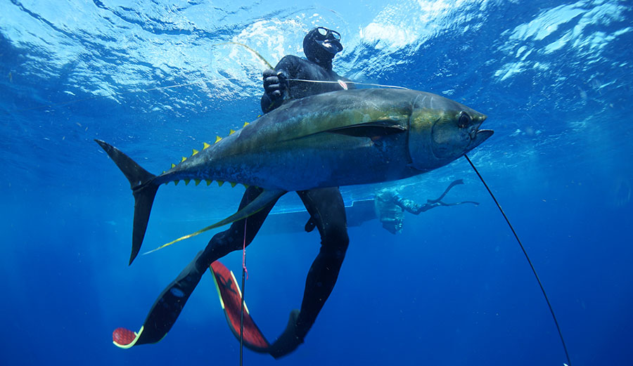 G.R. Tarr spearfishing